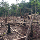 Cada año desaparecen miles de kilómetros cuadrados de selva. Foto: Matt Zimmerman / Flickr, bajo licencia cc.